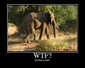 Click image for larger version

Name:	WTFelephant.png
Views:	263
Size:	390.5 KB
ID:	9079265