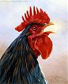 Click image for larger version

Name:	B24F_Barnvelder_Cockerel.jpg
Views:	175
Size:	48.1 KB
ID:	9079342