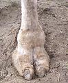 Click image for larger version

Name:	camel toe.jpg
Views:	171
Size:	188.9 KB
ID:	9079463