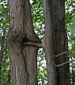 Click image for larger version

Name:	tree_20sex.jpg
Views:	178
Size:	94.7 KB
ID:	9083610