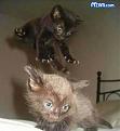 Click image for larger version

Name:	catincoming.jpg
Views:	179
Size:	31.6 KB
ID:	9083619