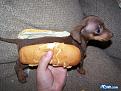 Click image for larger version

Name:	hotdogpuppy.jpg
Views:	176
Size:	76.8 KB
ID:	9083622