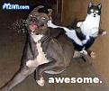 Click image for larger version

Name:	pyzamawesomecat.jpg
Views:	178
Size:	34.3 KB
ID:	9083627