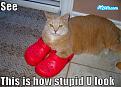 Click image for larger version

Name:	pyzamdumbdumbdumb.jpg
Views:	168
Size:	57.2 KB
ID:	9083628