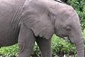 Click image for larger version

Name:	ElephantFace.jpg
Views:	196
Size:	48.5 KB
ID:	9083636