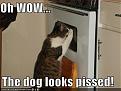 Click image for larger version

Name:	Kittens04.jpg
Views:	114
Size:	30.7 KB
ID:	9084042