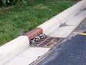 Click image for larger version

Name:	racoons.jpg
Views:	347
Size:	60.9 KB
ID:	9084450