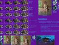 Click image for larger version

Name:	AutochthoneThumb.jpg
Views:	135
Size:	6.8 KB
ID:	9084667