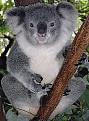Click image for larger version

Name:	A1A180px-Friendly_Female_Koala.jpg
Views:	191
Size:	16.0 KB
ID:	9084846