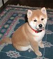 Click image for larger version

Name:	shibainu_gilligan.jpg
Views:	115
Size:	38.6 KB
ID:	9084913