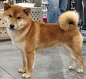 Click image for larger version

Name:	shiba_inu_h04.jpg
Views:	106
Size:	47.3 KB
ID:	9084914