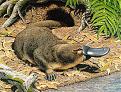 Click image for larger version

Name:	platypus.jpg
Views:	140
Size:	77.7 KB
ID:	9085237