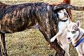 Click image for larger version

Name:	dog u know where.jpg
Views:	168
Size:	46.9 KB
ID:	9085286
