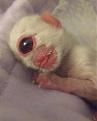 Click image for larger version

Name:	CyclopsKitten.jpg
Views:	144
Size:	9.4 KB
ID:	9085503
