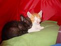 Click image for larger version

Name:	DSC00922.jpg
Views:	131
Size:	49.2 KB
ID:	9085578