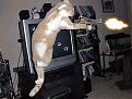 Click image for larger version

Name:	rambo cat.jpg
Views:	96
Size:	49.8 KB
ID:	9085735