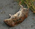 Click image for larger version

Name:	Short-tailed Field Vole.jpg
Views:	198
Size:	23.3 KB
ID:	9085899