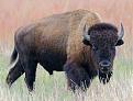 Click image for larger version

Name:	bison1228495605.jpg
Views:	131
Size:	15.0 KB
ID:	9086039