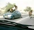 Click image for larger version

Name:	300_horse_car.jpg
Views:	219
Size:	29.5 KB
ID:	9086098
