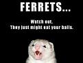 Click image for larger version

Name:	ferret watch out.jpg
Views:	569
Size:	9.5 KB
ID:	9086331