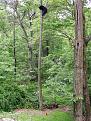 Click image for larger version

Name:	cat-bear-tree.jpg
Views:	131
Size:	67.3 KB
ID:	9086439