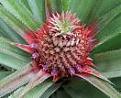Click image for larger version

Name:	pineapple.jpg
Views:	108
Size:	4.4 KB
ID:	9088232