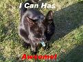 Click image for larger version

Name:	iCanHasAwesome.jpg
Views:	313
Size:	141.0 KB
ID:	9088407