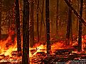 Click image for larger version

Name:	forest-fire.jpg
Views:	223
Size:	175.1 KB
ID:	9090666