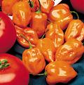 Click image for larger version

Name:	vegetable_habanero_hot_pepper_plant.jpg
Views:	291
Size:	19.8 KB
ID:	9120718