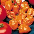 Click image for larger version

Name:	vegetable_habanero_hot_pepper_plant.jpg
Views:	303
Size:	19.8 KB
ID:	9120718