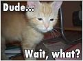 Click image for larger version

Name:	catimage4.jpg
Views:	238
Size:	37.4 KB
ID:	9120825