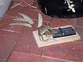 Click image for larger version

Name:	dead_mouse_rape.jpg
Views:	179
Size:	28.8 KB
ID:	9120971