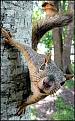 Click image for larger version

Name:	squirrel21.jpg
Views:	184
Size:	14.3 KB
ID:	9122868