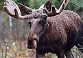 Click image for larger version

Name:	elg-namskogan_1_85624a.jpg
Views:	130
Size:	9.7 KB
ID:	9124971