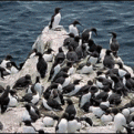 Click image for larger version

Name:	carallo.gif
Views:	162
Size:	466.9 KB
ID:	9126950
