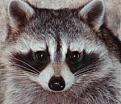 Click image for larger version

Name:	raccoon.jpg
Views:	204
Size:	17.4 KB
ID:	9127418