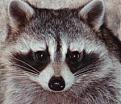 Click image for larger version

Name:	raccoon.jpg
Views:	186
Size:	17.4 KB
ID:	9127418