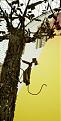 Click image for larger version

Name:	treeoflife.jpg
Views:	188
Size:	12.2 KB
ID:	9129009