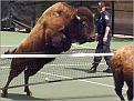 Click image for larger version

Name:	buffalo.jpg
Views:	202
Size:	15.2 KB
ID:	9129414