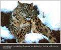 Click image for larger version

Name:	snow leopard4.jpg
Views:	228
Size:	26.9 KB
ID:	9129461