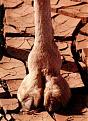 Click image for larger version

Name:	camel_toe_hoof.jpg
Views:	1032
Size:	19.4 KB
ID:	9129467