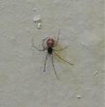 Click image for larger version

Name:	spider3.jpg
Views:	215
Size:	4.5 KB
ID:	9129785