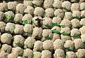 Click image for larger version

Name:	cauliflowers.jpg
Views:	119
Size:	148.1 KB
ID:	9129939
