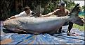 Click image for larger version

Name:	p1_catfish.jpg
Views:	244
Size:	37.6 KB
ID:	9129945