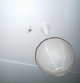 Click image for larger version

Name:	spider1.gif
Views:	249
Size:	80.2 KB
ID:	9130566