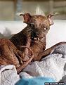 Click image for larger version

Name:	dog.jpg
Views:	368
Size:	26.2 KB
ID:	9130790