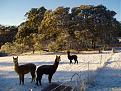 Click image for larger version

Name:	bluemountains_gallery__550x412.jpg
Views:	223
Size:	43.0 KB
ID:	9131043