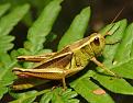 Click image for larger version

Name:	two-striped grasshopper.jpg
Views:	211
Size:	89.8 KB
ID:	9131075