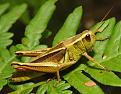 Click image for larger version

Name:	two-striped grasshopper.jpg
Views:	217
Size:	89.8 KB
ID:	9131076