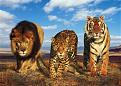 Click image for larger version

Name:	wild-cats-poster-c10278922.jpg
Views:	183
Size:	29.0 KB
ID:	9131098